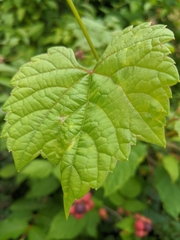 Rubus occidentalis