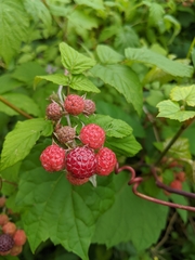 Rubus occidentalis