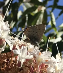 Satyrium californica
