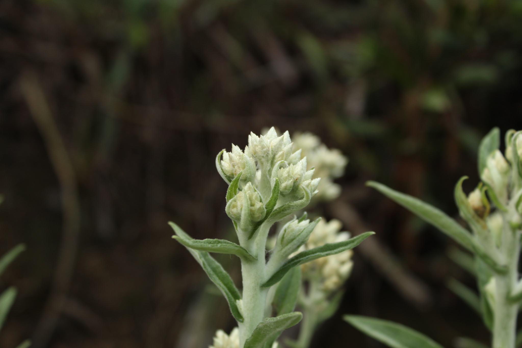 Pseudognaphalium elegans