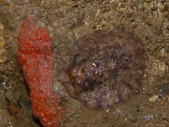 Carminodoris