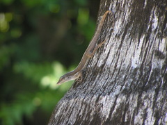 Anolis scriptus scriptus