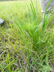 Liatris pycnostachya