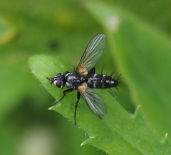 Phyllomya volvulus