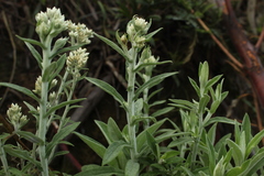 Pseudognaphalium elegans