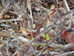 Aspidoscelis angusticeps