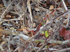 Aspidoscelis angusticeps