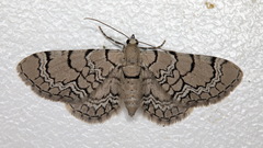 Eupithecia venosata