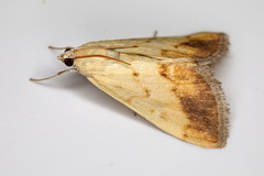 Evergestis extimalis