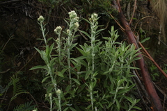 Pseudognaphalium elegans