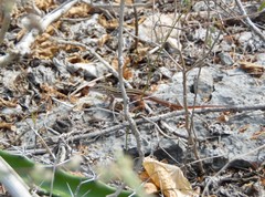 Aspidoscelis angusticeps