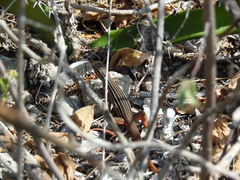 Aspidoscelis angusticeps