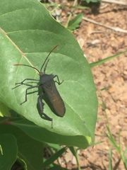 Anoplocnemis curvipes