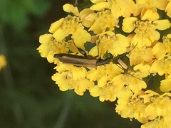 Oedemera femorata
