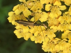 Oedemera femorata