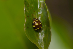 Ceratogergithus pseudotessellatus