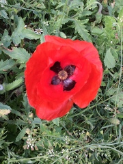 Papaver rhoeas