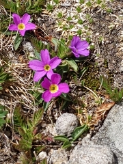 Primula angustifolia