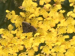 Heliothela wulfeniana