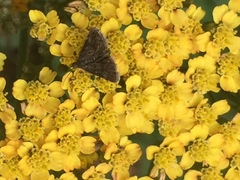 Heliothela wulfeniana