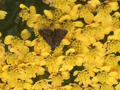 Heliothela wulfeniana
