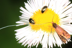 Adela caeruleella