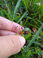 Desmodium incanum image