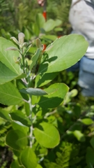 Zenobia pulverulenta