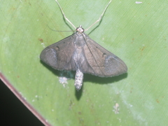 Almonia