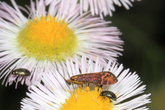 Adela caeruleella