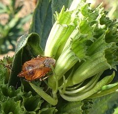 Agonoscelis venosa