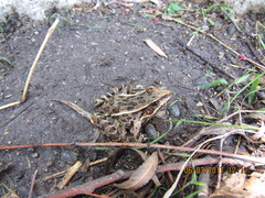 Lithobates neovolcanicus