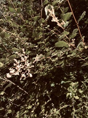 Holodiscus discolor discolor