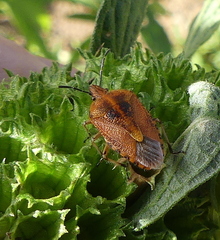 Agonoscelis venosa