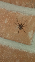Tegenaria domestica