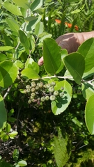 Zenobia pulverulenta