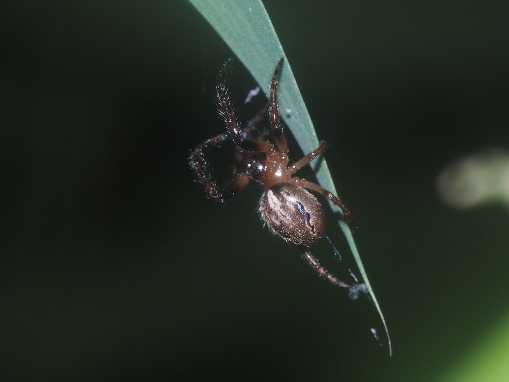 Guizygiella nadleri