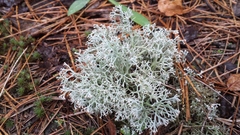 Cladonia arbuscula mitis