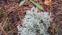 Cladonia arbuscula mitis