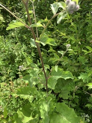 Arctium tomentosum