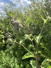 Arctium tomentosum