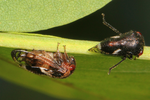 Black locust treehopper photo 3