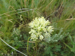 Allium flavescens