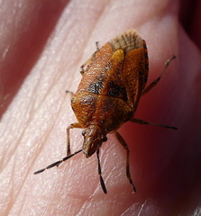 Agonoscelis venosa