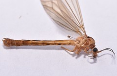 Nephrotoma scurra
