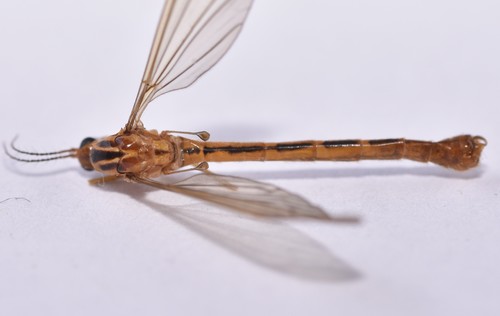 Bruine tijger, photo 2 of 10