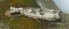 Microcrambus minor