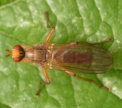 Norellisoma spinimanum
