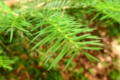Abies homolepis