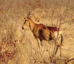 Alcelaphus buselaphus lichtensteinii